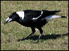 australian_magpie_13993