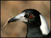 australian_magpie_17151