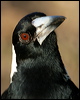 australian_magpie_17154