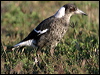 australian_magpie_17167