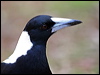 australian_magpie_38200