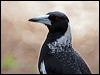 australian_magpie_38207