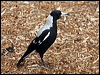 australian_magpie_85760