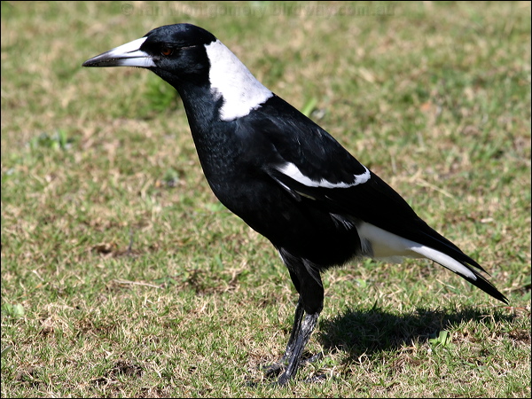 Australian Magpie australian_magpie_13990.psd