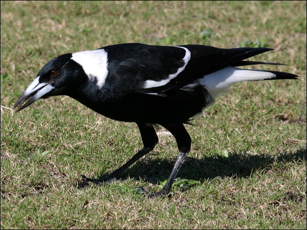 Australian Magpie australian_magpie_13993.psd