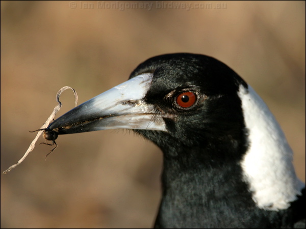 Australian Magpie australian_magpie_17151.psd