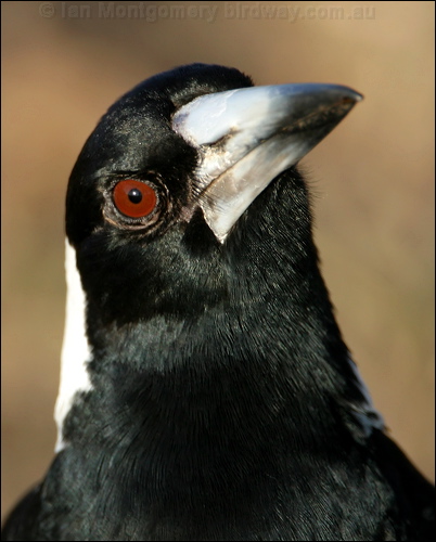 Australian Magpie australian_magpie_17154.psd