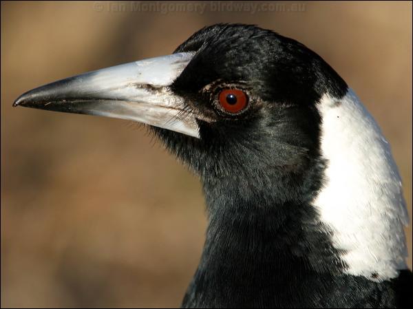Australian Magpie australian_magpie_17157.psd