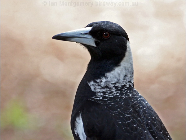 Australian Magpie australian_magpie_38207.jpg