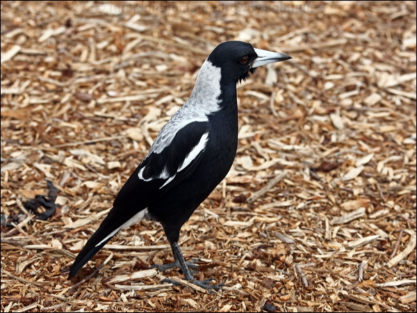 Australian Magpie australian_magpie_85760.psd