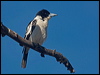 blkback_butcherbird_120613