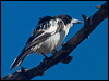 blkback_butcherbird_120616