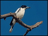 blkback_butcherbird_120622