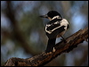 blkback_butcherbird_81509