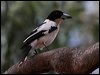 blkback_butcherbird_81514