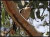 blkback_butcherbird_81519