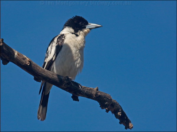 Black-backed Butcherbird blkback_butcherbird_120613.psd