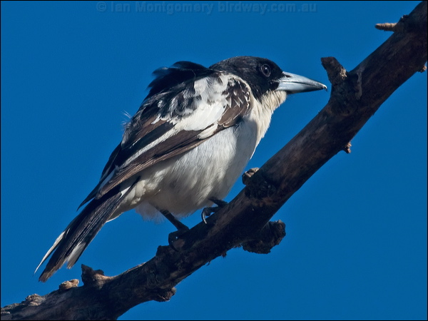 Black-backed Butcherbird blkback_butcherbird_120616.psd