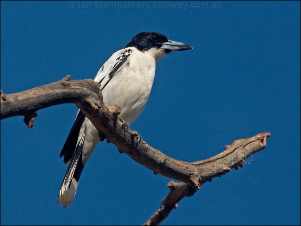 Black-backed Butcherbird blkback_butcherbird_120622.psd
