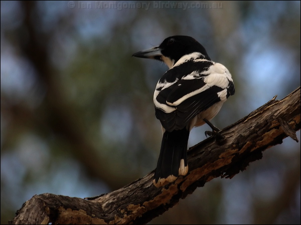Black-backed Butcherbird blkback_butcherbird_81509.jpg
