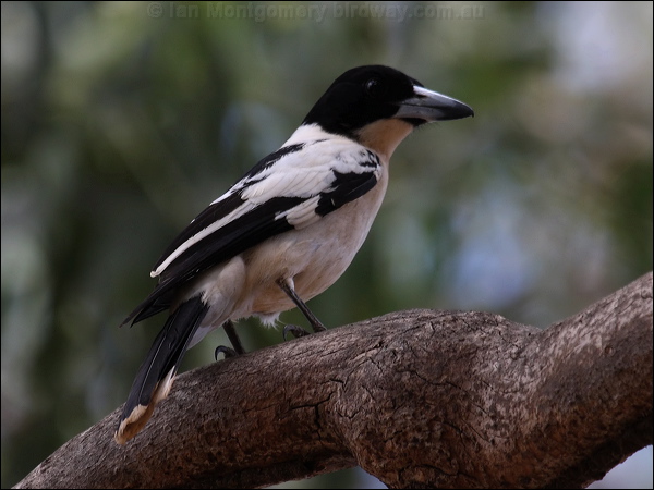 Black-backed Butcherbird blkback_butcherbird_81514.jpg