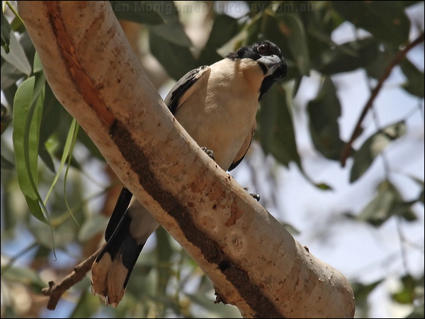 Black-backed Butcherbird blkback_butcherbird_81519.jpg