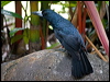 black_butcherbird_156731