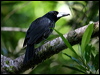 black_butcherbird_16173