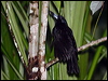 black_butcherbird_60856