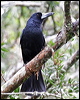 black_butcherbird_80407