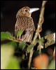 black_butcherbird_80417