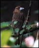 black_butcherbird_80418
