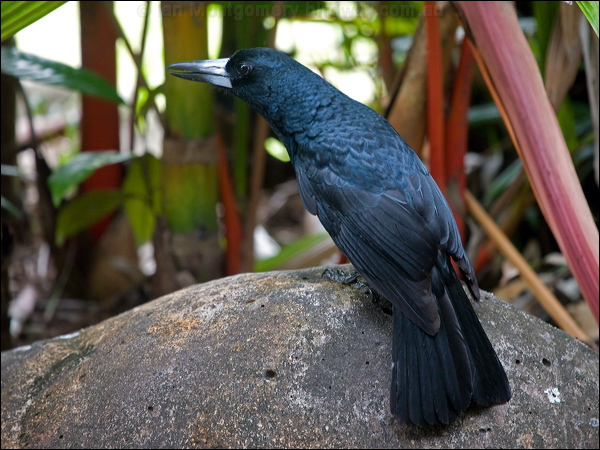Black Butcherbird black_butcherbird_156731.psd