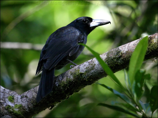 Black Butcherbird black_butcherbird_16173.jpg