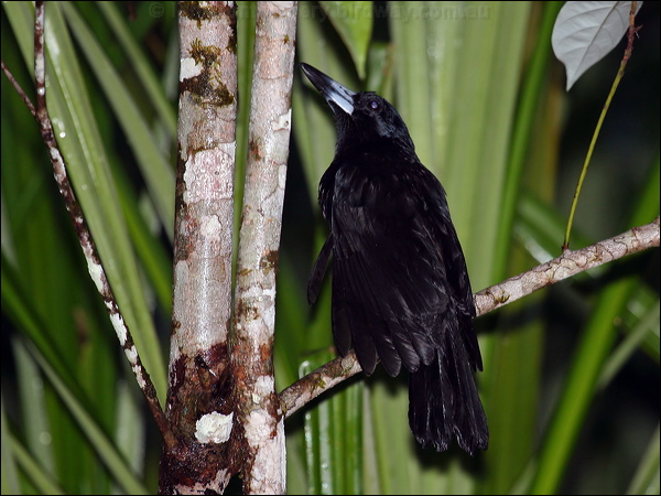 Black Butcherbird black_butcherbird_60856.jpg