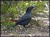 black_currawong_129036