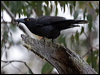 black_currawong_129054