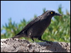 black_currawong_129087