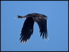 black_currawong_129123