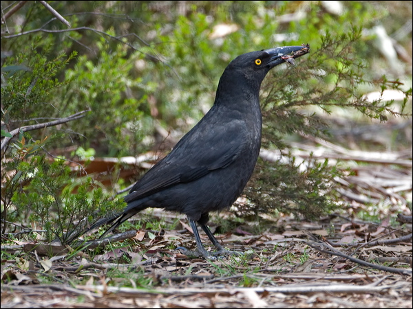 Black Currawong black_currawong_129036.psd