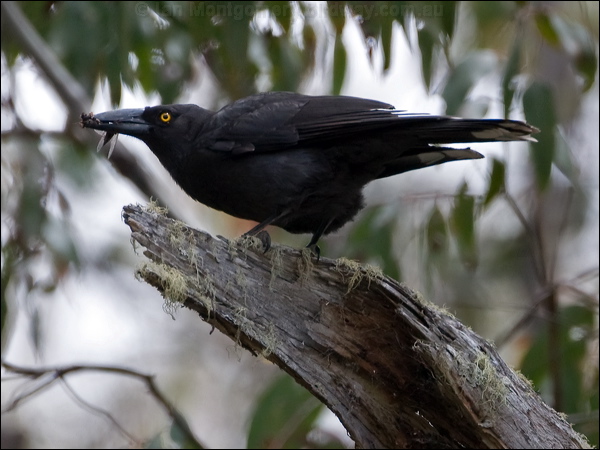 Black Currawong black_currawong_129054.psd