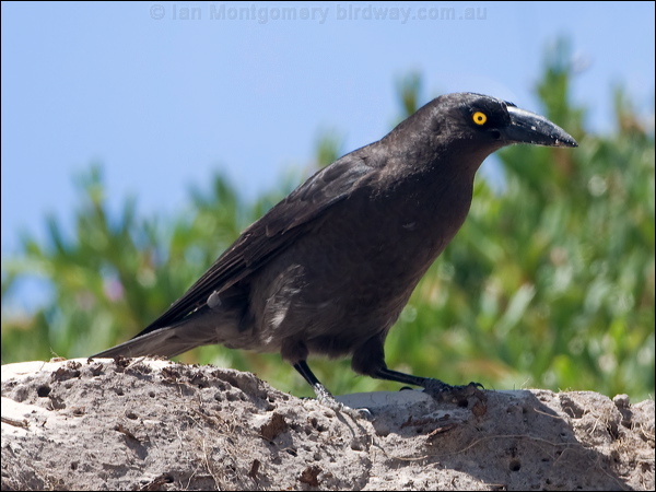 Black Currawong black_currawong_129087.psd