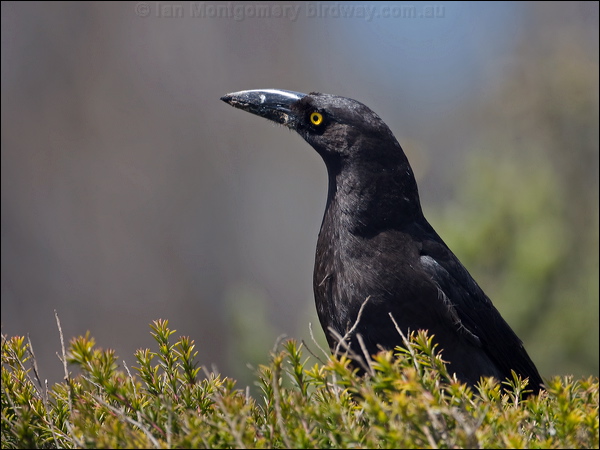 Black Currawong black_currawong_129121.psd