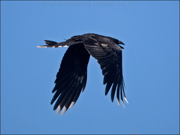 Black Currawong black_currawong_129123.psd