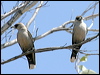 blk_face_woodswallow_10129