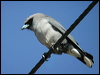 blk_face_woodswallow_10590