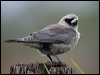 blk_face_woodswallow_15926