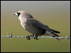 blk_face_woodswallow_16355