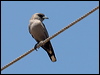 blk_face_woodswallow_93263