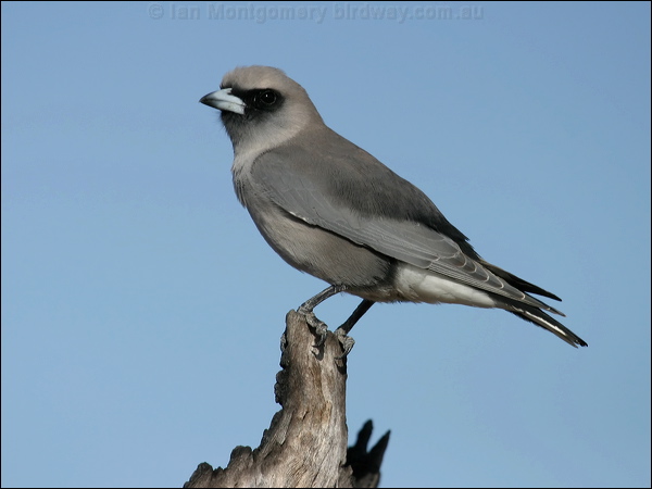 Black-faced Woodswallow blk_face_woodswallow_01067.psd